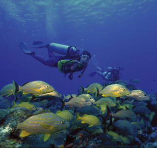 Cozumel-Diving