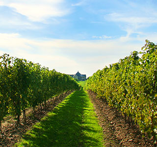 Niagara Vineyard