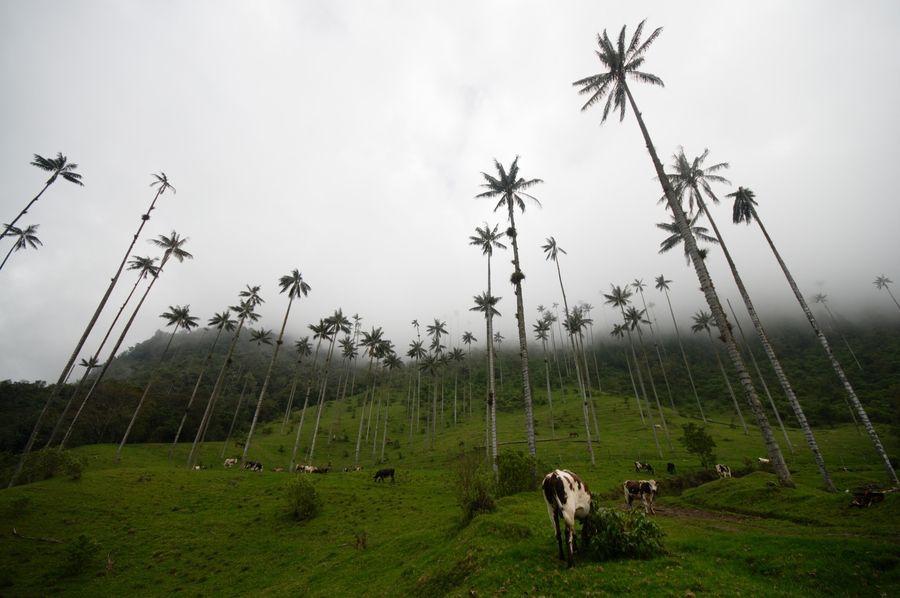 Les palmiers géants de la vallée de Cocora en Colombie