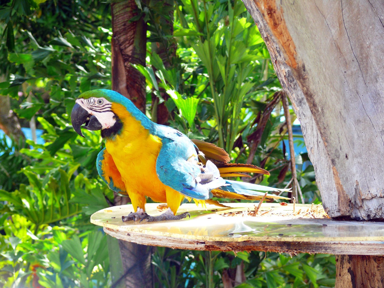 perroquet republique dominicaine