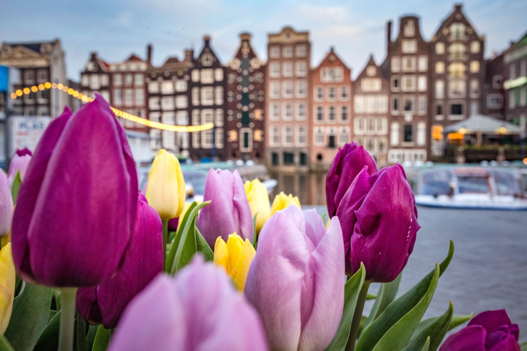 Amsterdam history - tulips