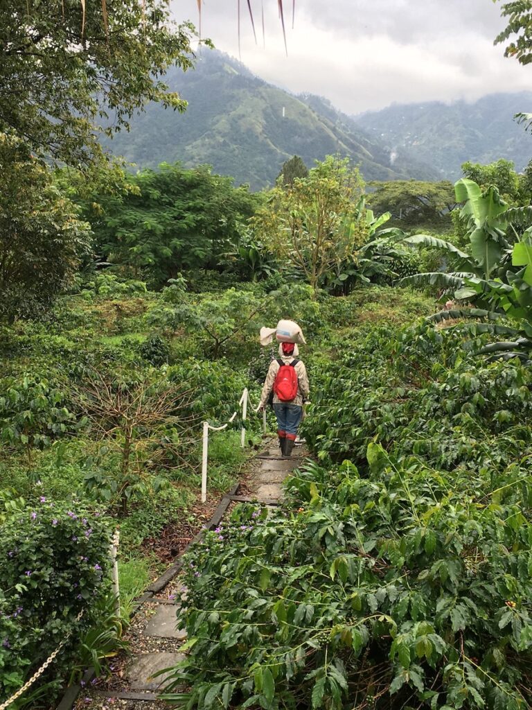 Craighton Coffee Plantation, Blue Mountains, Jamaïque