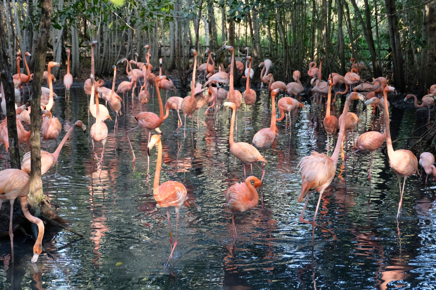 Pink flamingoes at the Aviario Nacional Bird Sanctuary on Isla Barú, Colombia