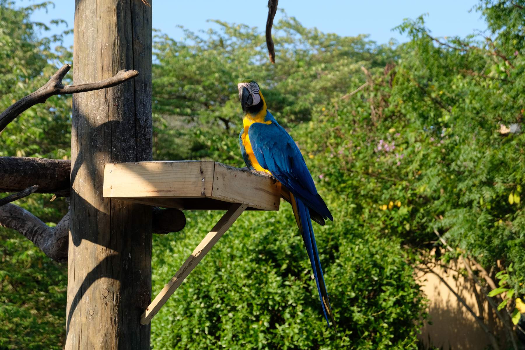 Parrot at the Bird Sanctuary Aviario Nacional on Isla Barú, Colombia