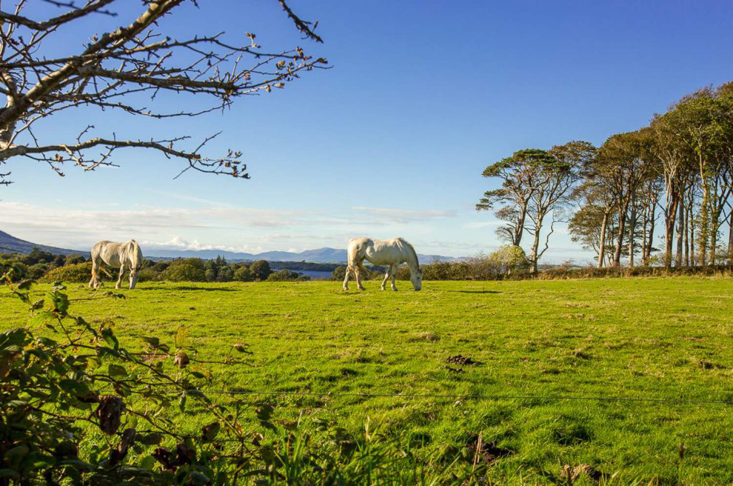 Muckross farm, Ireland