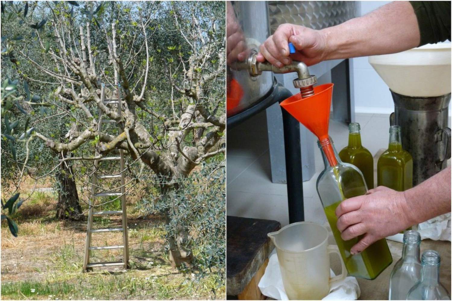 Récolte d’huile d’olive dans les Pouilles italiennes