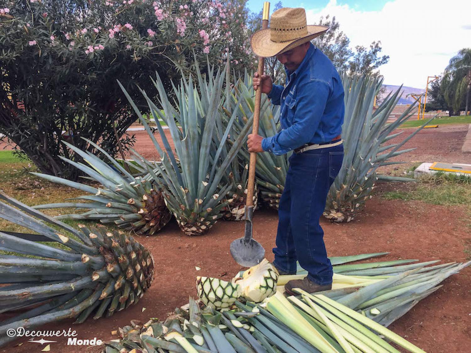 Coupe de l'agave bleue au Mexique