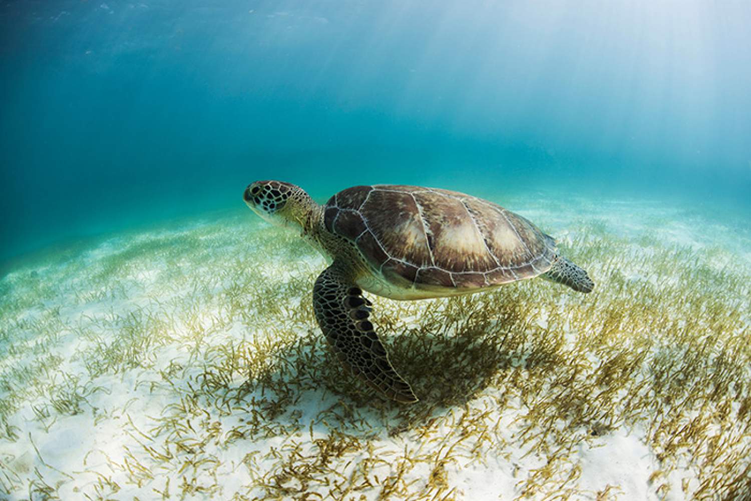 Sea turtle seen in snorkeling