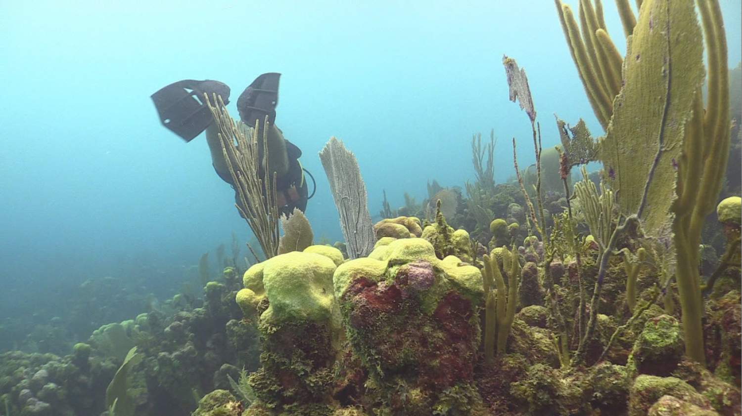 Plongée sous-marine à Utila, Honduras
