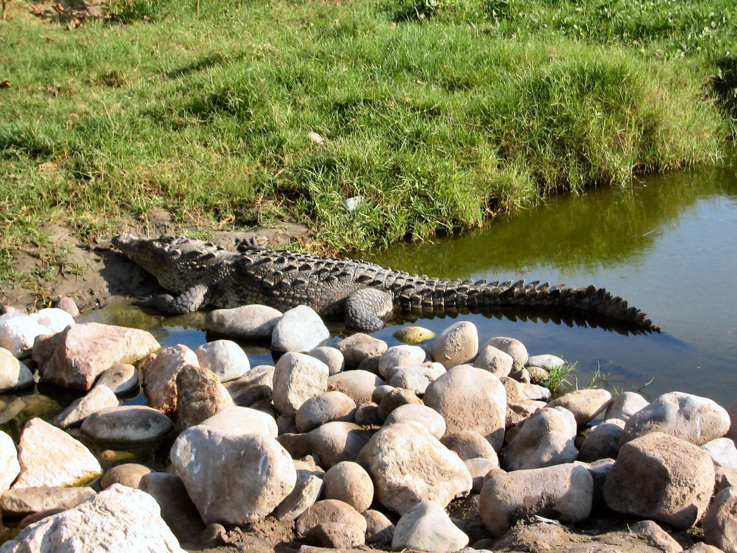 Crocodile in Ixtapa, Mexico