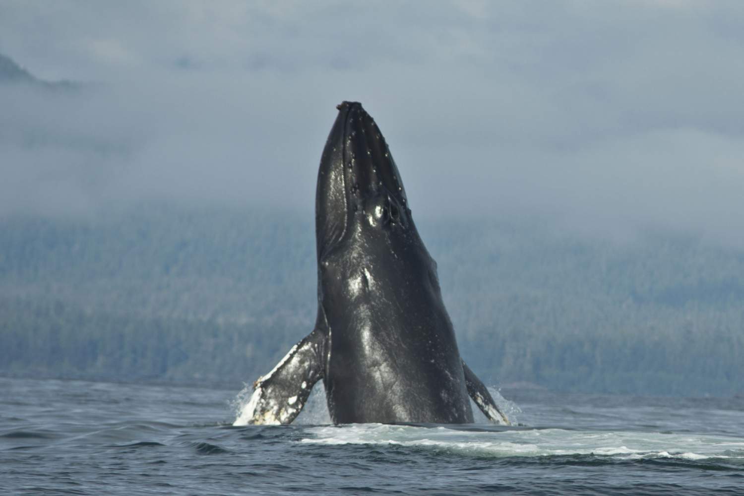 Humpback whale seen in Tofino