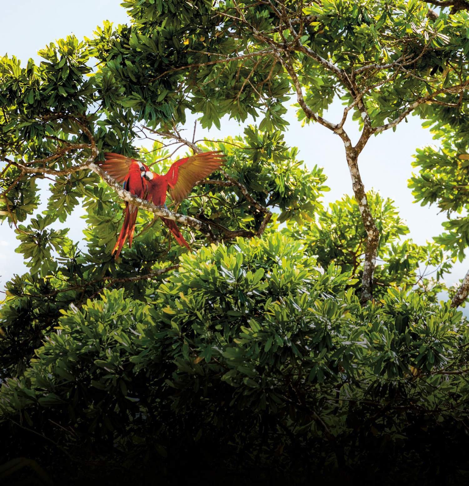 Perroquets du Costa Rica