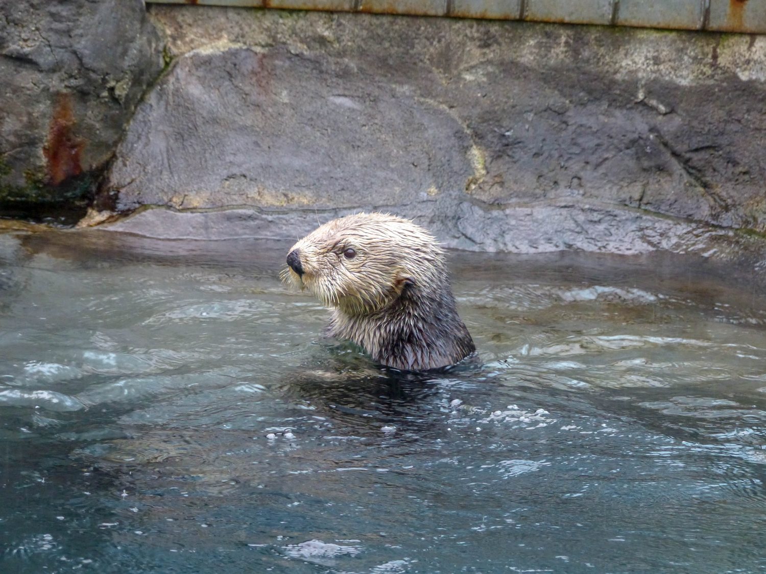Vancouver Aquarium sea otter - Vancouver un autumn