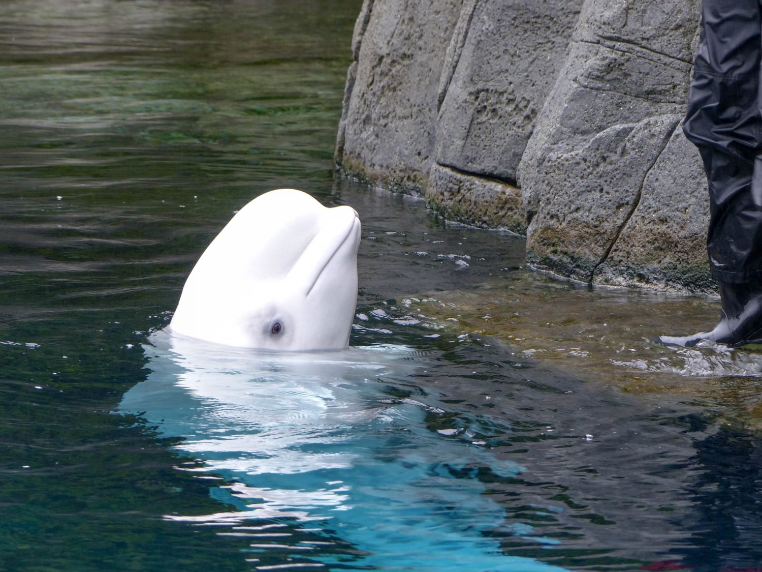 Vancouver Aquarium beluga whale - Vancouver un autumn