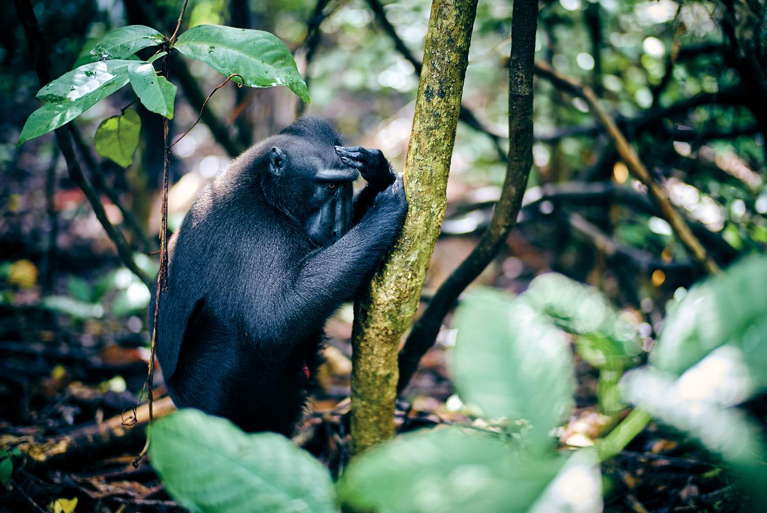 Réussir ses photos de voyages - Singe dans la jungle