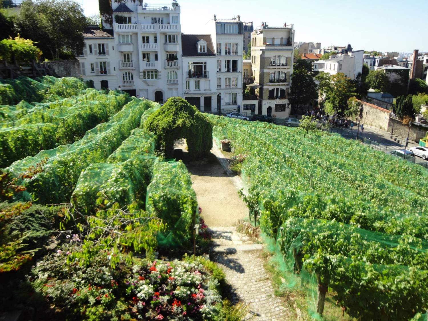 Vines in Montmartre